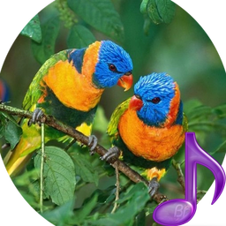 gentle ringtones