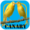 Canary Breeding