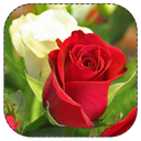 گل ها و شادابی