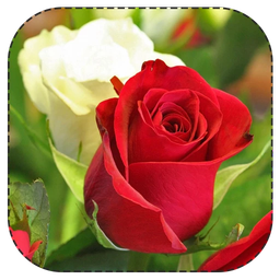گل ها و شادابی
