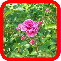 Damask rose