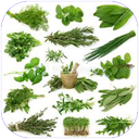 گیاهان خوراکی