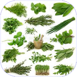 گیاهان خوراکی