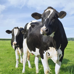 Cow Wallpapers