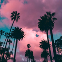Palm Tree Wallpapers