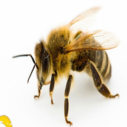 زنبوروعسل