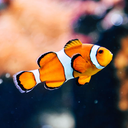 Guess the Fish - Fish Quiz
