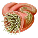 انگل