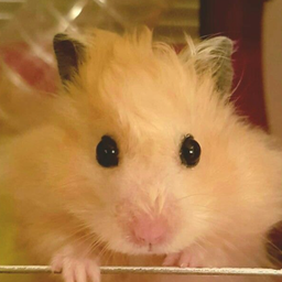 Hamster Wallpaper