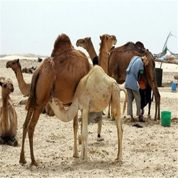 Treatment of diseases camel milk