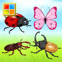 Insects Flashcards