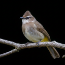 Bulbul bird sounds