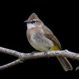 Bulbul bird sounds