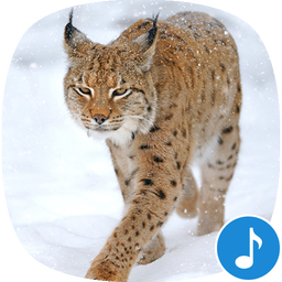 Bobcat Sounds