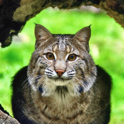 Bobcat Sounds