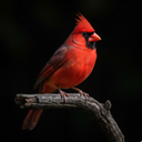 Cardinal Bird Sounds