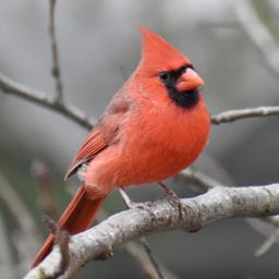 Cardinal Sounds