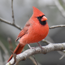 Cardinal bird : Sounds
