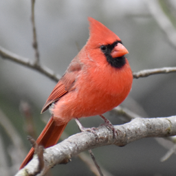Cardinal bird : Sounds