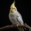 Cockatiel Sounds