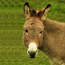 Donkey Sounds