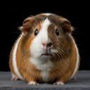 Guinea Pig Sounds