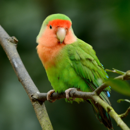 Lovebird sounds