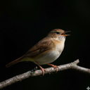 Nightingale Bird Sounds