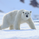 Polar Bear sounds