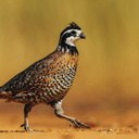 Quail sounds