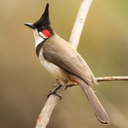 Red-whiskered bulbul Sounds