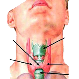 بیماری های غدد