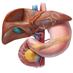 دستگاه گوارش