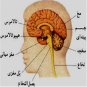 آناتومی مغز و اعصاب