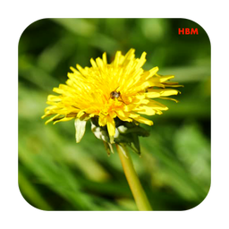 زنده گل ناز