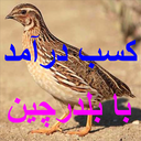 کسب درآمد با بلدرچین