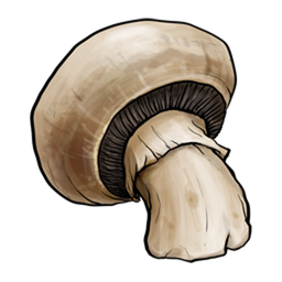 Agaricus bisporus