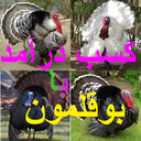 کسب درآمد با بوقلمون