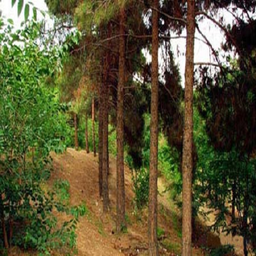 درختان جنگلی ایران