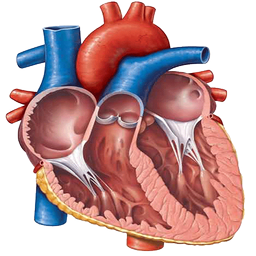 Cardiovascular