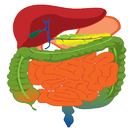 digestive system