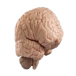 مغز و اعصاب