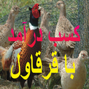 کسب درآمد با قرقاول
