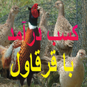 کسب درآمد با قرقاول