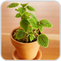 گل و گیاه آپارتمانی