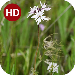 Peace Live Wallpaper 34