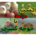 کسب درآمد با جوجه کشی