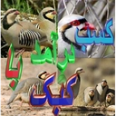 کسب درآمد با کبک