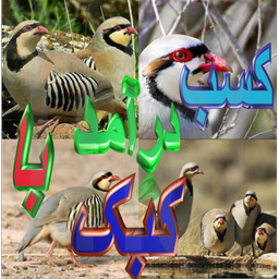 کسب درآمد با کبک