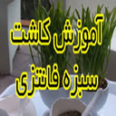 کاشت سبزه فانتزی